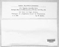 Tapesia cinerella image